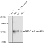 Western Blot - Anti-SARS-CoV-2 Spike Glycoprotein ECD Antibody (A309130) - Antibodies.com