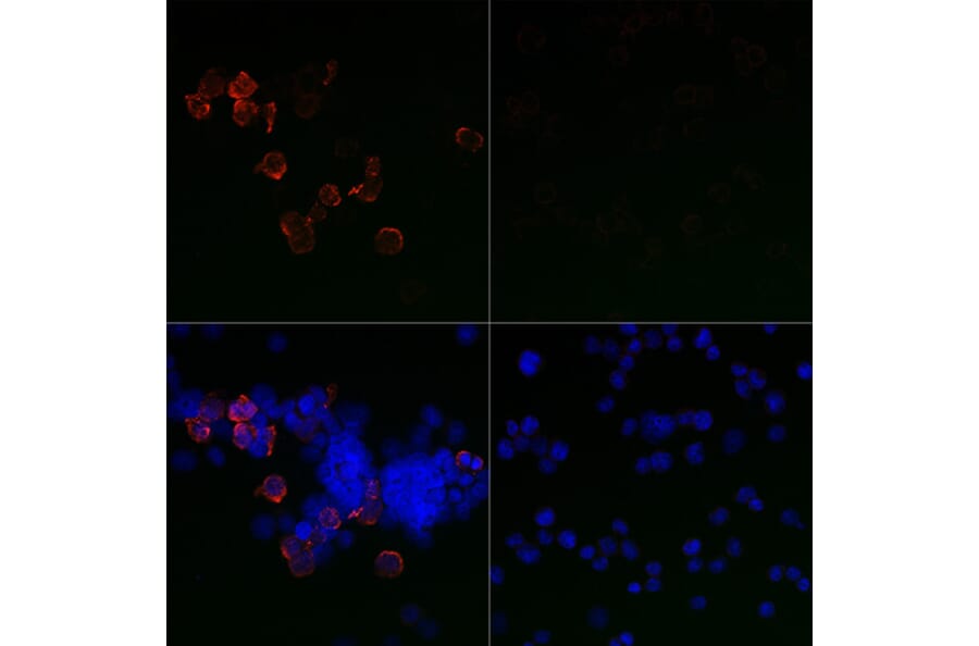Immunofluorescence - Anti-SARS-CoV-2 Spike Glycoprotein S1 Antibody (A309131) - Antibodies.com