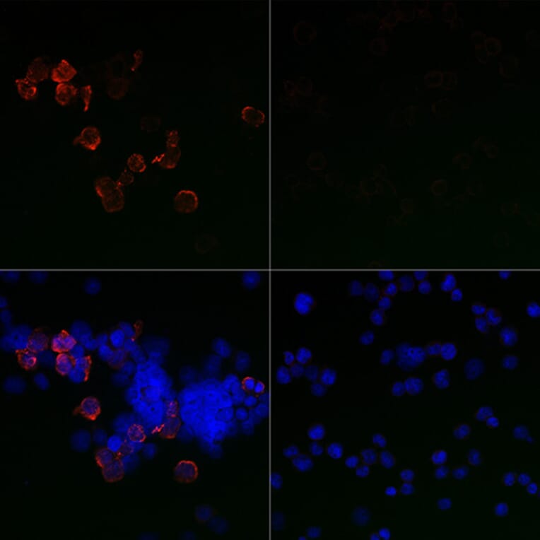 Immunofluorescence - Anti-SARS-CoV-2 Spike Glycoprotein S1 Antibody (A309131) - Antibodies.com