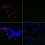 Immunofluorescence - Anti-SARS-CoV-2 Spike Glycoprotein S1 Antibody (A309131) - Antibodies.com