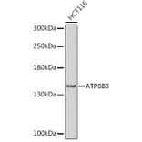 Western Blot - Anti-ATP8B3 Antibody (A309133) - Antibodies.com