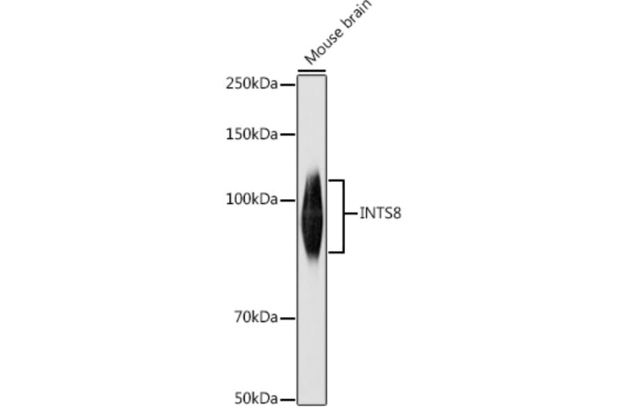 Western Blot - Anti-FLJ20530 Antibody (A309134) - Antibodies.com