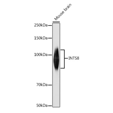 Western Blot - Anti-FLJ20530 Antibody (A309134) - Antibodies.com