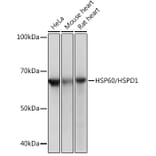 Western Blot - Anti-HSP60 Antibody [ARC0260] (A309137) - Antibodies.com