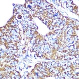Immunohistochemistry - Anti-HSP60 Antibody [ARC0260] (A309137) - Antibodies.com