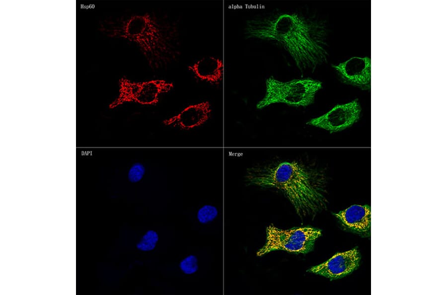 Immunofluorescence - Anti-HSP60 Antibody [ARC0260] (A309137) - Antibodies.com