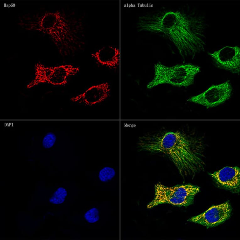 Immunofluorescence - Anti-HSP60 Antibody [ARC0260] (A309137) - Antibodies.com