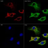 Immunofluorescence - Anti-HSP60 Antibody [ARC0260] (A309137) - Antibodies.com