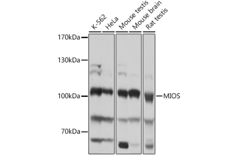 Western Blot - Anti-MIOS Antibody (A309144) - Antibodies.com