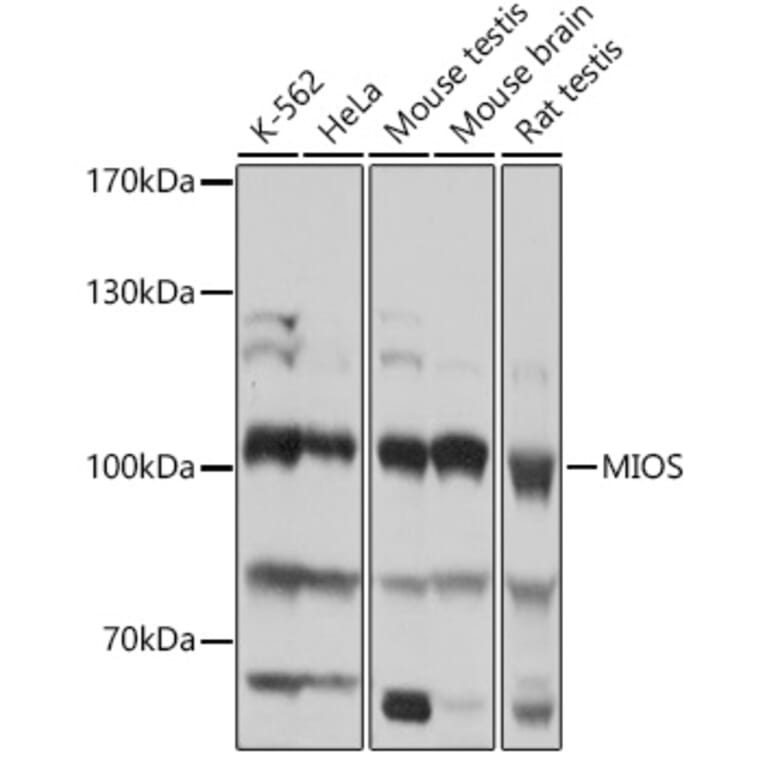 Western Blot - Anti-MIOS Antibody (A309144) - Antibodies.com
