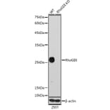 Western Blot - Anti-RhoGDI Antibody [ARC0629] (A309147) - Antibodies.com