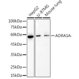 Western Blot - Anti-alpha 1a Adrenergic Receptor/ADRA1A Antibody [ARC2740] (A309149) - Antibodies.com