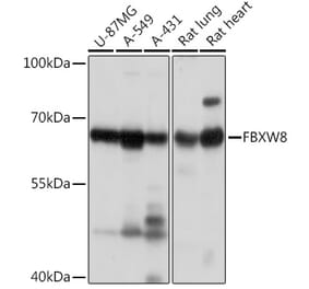 Western Blot - Anti-FBXW8 Antibody (A309160) - Antibodies.com