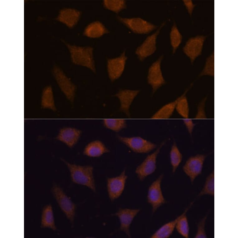 Immunofluorescence - Anti-FBXW8 Antibody (A309160) - Antibodies.com