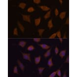Immunofluorescence - Anti-FBXW8 Antibody (A309160) - Antibodies.com