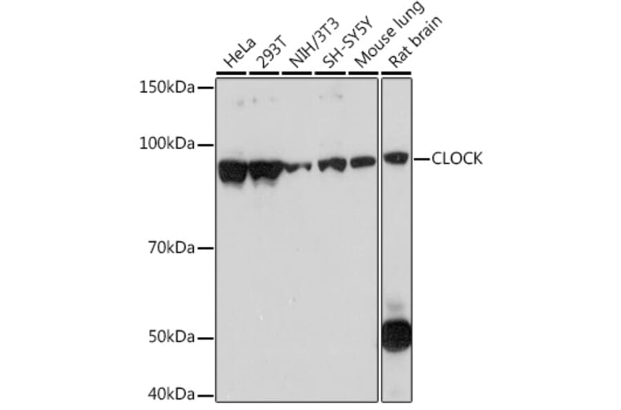 Western Blot - Anti-KAT13D/CLOCK Antibody [ARC1819] (A309164) - Antibodies.com
