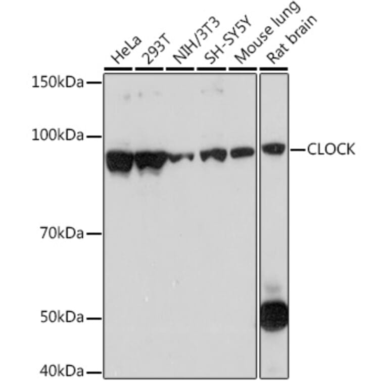 Western Blot - Anti-KAT13D/CLOCK Antibody [ARC1819] (A309164) - Antibodies.com