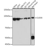 Western Blot - Anti-KAT13D/CLOCK Antibody [ARC1819] (A309164) - Antibodies.com