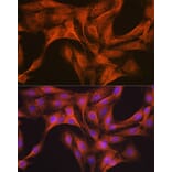 Immunofluorescence - Anti-KAT13D/CLOCK Antibody [ARC1819] (A309164) - Antibodies.com