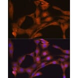 Immunofluorescence - Anti-KAT13D/CLOCK Antibody [ARC1819] (A309164) - Antibodies.com