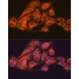 Immunofluorescence - Anti-KAT13D/CLOCK Antibody [ARC1819] (A309164) - Antibodies.com
