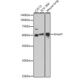 Western Blot - Anti-Smad1 Antibody (A309166) - Antibodies.com
