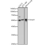 Western Blot - Anti-Smad1 Antibody (A309166) - Antibodies.com