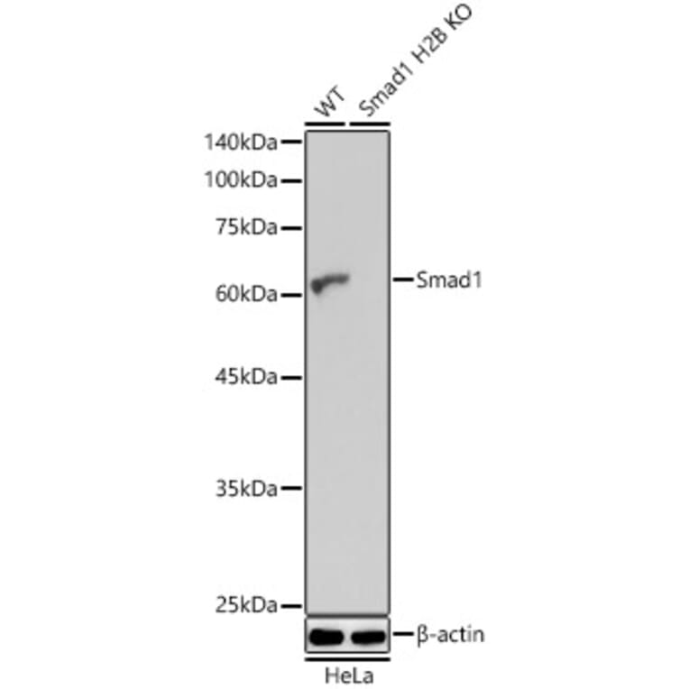 Western Blot - Anti-Smad1 Antibody (A309166) - Antibodies.com