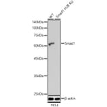 Western Blot - Anti-Smad1 Antibody (A309166) - Antibodies.com