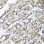 Immunohistochemistry - Anti-Smad1 Antibody (A309166) - Antibodies.com