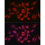 Immunofluorescence - Anti-Smad1 Antibody (A309166) - Antibodies.com