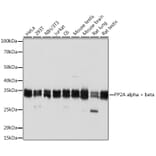 Western Blot - Anti-PP2A-alpha + PPP2CB Antibody [ARC1889] (A309172) - Antibodies.com