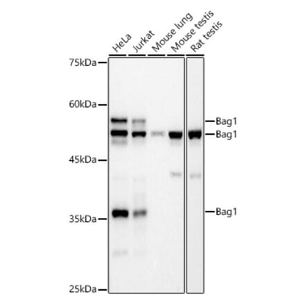 Western Blot - Anti-Bag1 Antibody [ARC2791] (A309173) - Antibodies.com