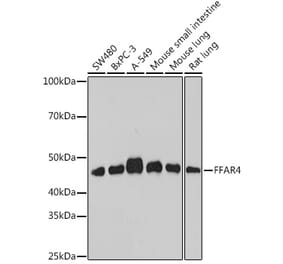 Western Blot - Anti-GPCR GPR120 Antibody (A309176) - Antibodies.com