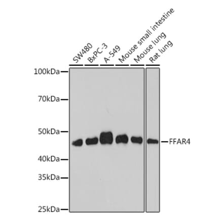 Western Blot - Anti-GPCR GPR120 Antibody (A309176) - Antibodies.com