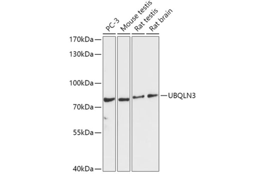 Western Blot - Anti-UBQLN3 Antibody (A309177) - Antibodies.com