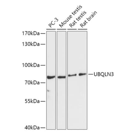 Western Blot - Anti-UBQLN3 Antibody (A309177) - Antibodies.com