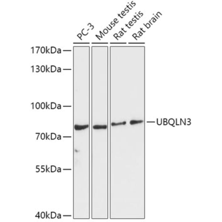 Western Blot - Anti-UBQLN3 Antibody (A309177) - Antibodies.com