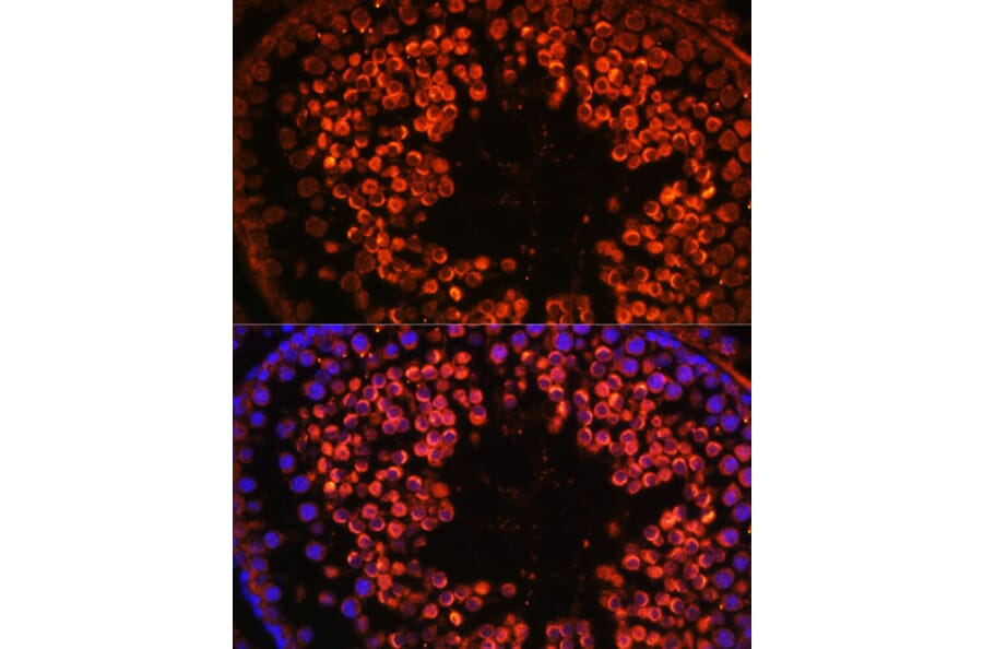 Immunofluorescence - Anti-UBQLN3 Antibody (A309177) - Antibodies.com