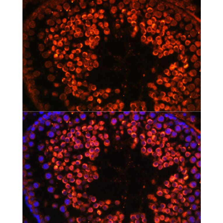Immunofluorescence - Anti-UBQLN3 Antibody (A309177) - Antibodies.com