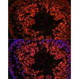 Immunofluorescence - Anti-UBQLN3 Antibody (A309177) - Antibodies.com