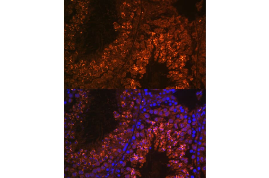 Immunofluorescence - Anti-UBQLN3 Antibody (A309177) - Antibodies.com