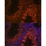 Immunofluorescence - Anti-UBQLN3 Antibody (A309177) - Antibodies.com