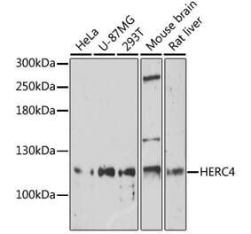 Western Blot - Anti-HERC4 Antibody (A309178) - Antibodies.com