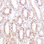 Immunohistochemistry - Anti-Lipoamide Dehydrogenase Antibody [ARC1224] (A309179) - Antibodies.com