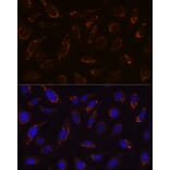 Immunofluorescence - Anti-Lipoamide Dehydrogenase Antibody [ARC1224] (A309179) - Antibodies.com