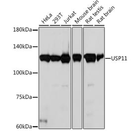 Western Blot - Anti-USP11 Antibody [ARC2176] (A309181) - Antibodies.com