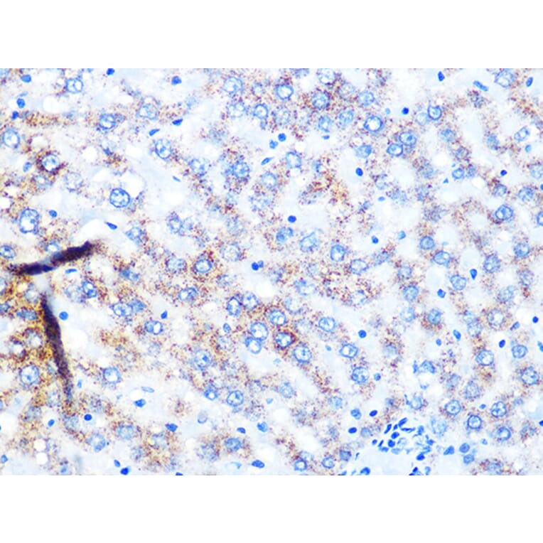 Immunohistochemistry - Anti-NDUFS3 Antibody [ARC1049] (A309182) - Antibodies.com