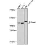 Western Blot - Anti-Islet 1 Antibody [ARC0511] (A309185) - Antibodies.com