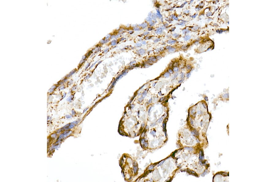 Immunohistochemistry - Anti-TOMM20 Antibody [ARC5002-01] (A309191) - Antibodies.com